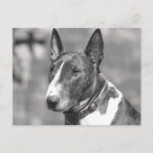 Bull Terrier Dog Briefkaart (Voorkant)