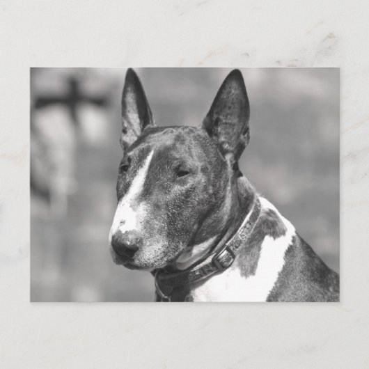 Bull Terrier Dog Briefkaart (Voorkant)