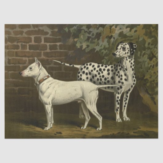  Bull Terrier en Dalmatian Tissuepapier (Voorkant)