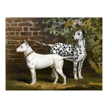 Bull Terrier en Dalmatische hondenkunst