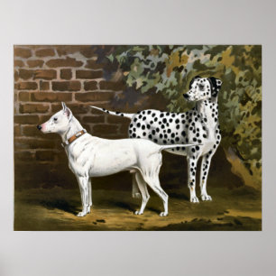  Bull Terrier en Dalmatische hondenkunst Poster