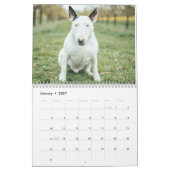 Bull Terrier kalender 2026 (Jan 2027)