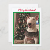 Bull Terrier-kerstkaart glimlachen (Voorkant / Achterkant)