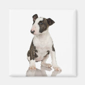 Bull Terrier Magnet (Voorkant)
