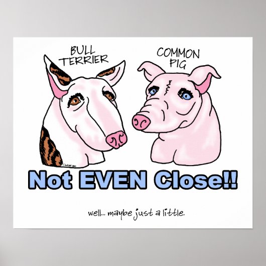 Bull Terrier NOT a Pig Poster (Voorkant)