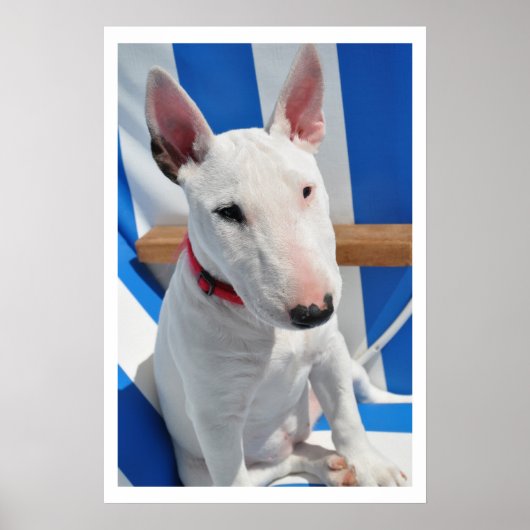 Bull Terrier Poster (Voorkant)