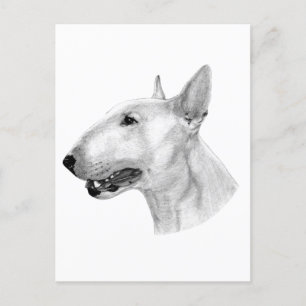 Bull Terrier potloodtekening Briefkaart