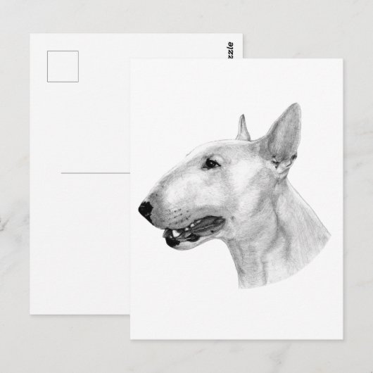 Bull Terrier potloodtekening Briefkaart (Voorkant / Achterkant)