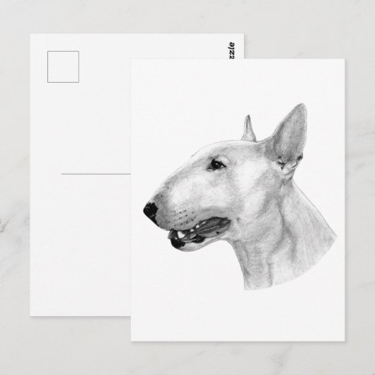 Bull Terrier potloodtekening Briefkaart (Voorkant / Achterkant)