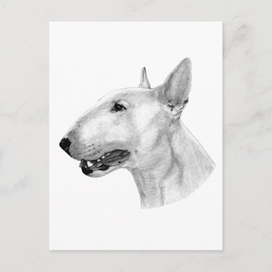 Bull Terrier potloodtekening Briefkaart (Voorkant)