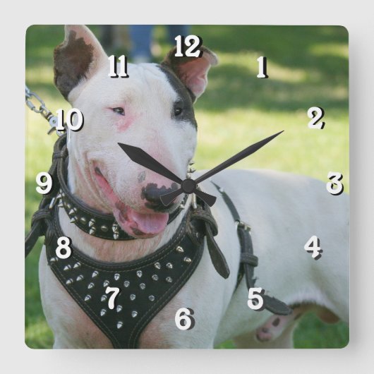 Bull Terrier-vierkante klok (Voorkant)