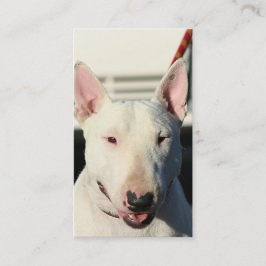 Bull Terrier Visitekaartjes (Voorkant)
