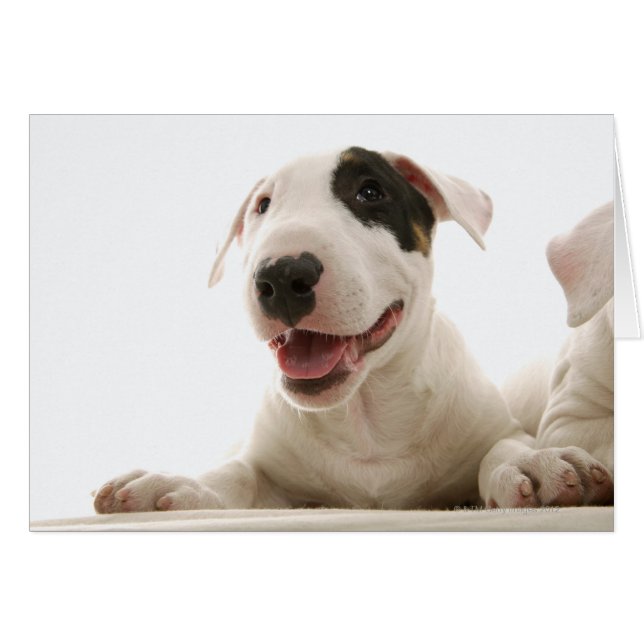 Bull Terriers (Voorkant Horizontaal)