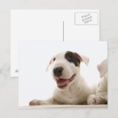 Bull Terriers Briefkaart (Voorkant / Achterkant)