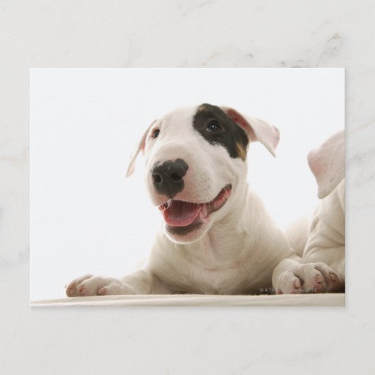 Bull Terriers Briefkaart (Voorkant)