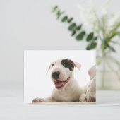 Bull Terriers Briefkaart (Staand voorkant)