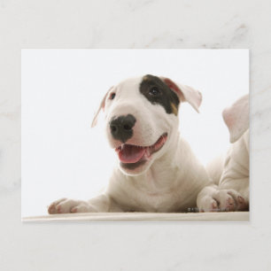 Bull Terriers Briefkaart