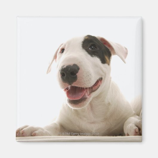 Bull Terriers Magneet (Voorkant)