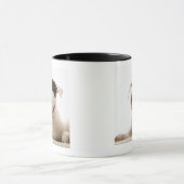 Bull Terriers Mok (Midden)