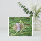 Bull Thistle briefkaart (Staand voorkant)