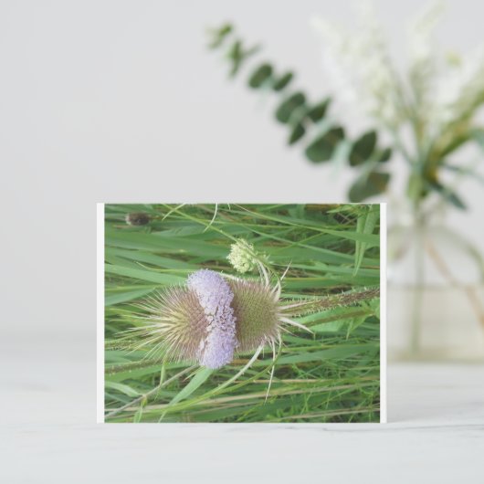 Bull Thistle briefkaart (Staand voorkant)