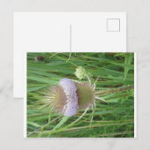 Bull Thistle briefkaart (Voorkant / Achterkant)