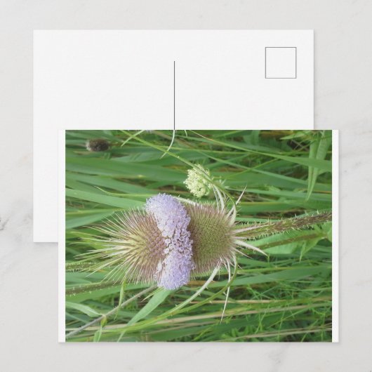 Bull Thistle briefkaart (Voorkant / Achterkant)
