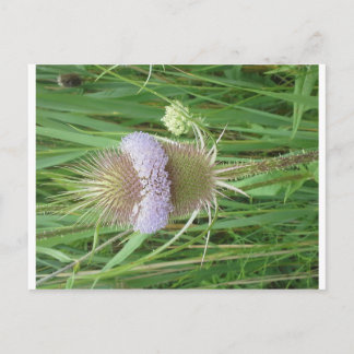 Bull Thistle briefkaart