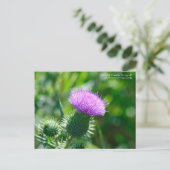 Bull Thistle Briefkaart (Staand voorkant)