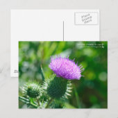 Bull Thistle Briefkaart (Voorkant / Achterkant)