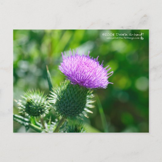 Bull Thistle Briefkaart (Voorkant)