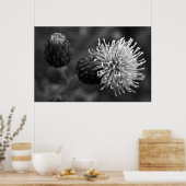 Bull Thistle Poster (Keuken)