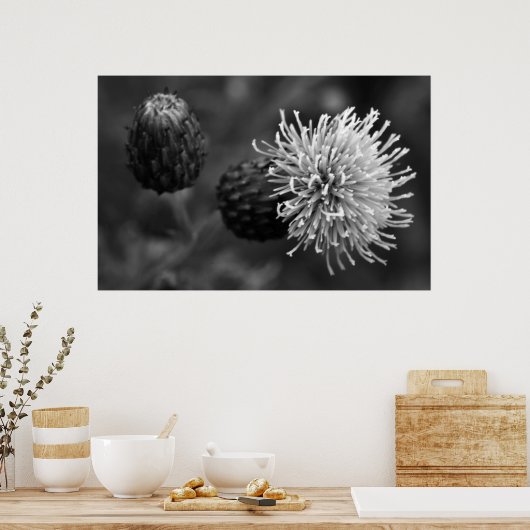Bull Thistle Poster (Keuken)