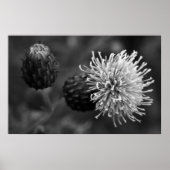 Bull Thistle Poster (Voorkant)