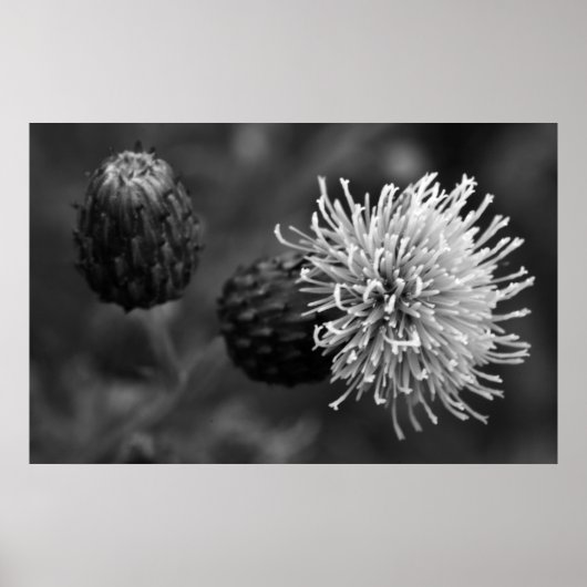 Bull Thistle Poster (Voorkant)