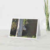 Bull Tree in Valencia, Spanje, Spaans Kaart (Voorkant)