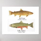 Bull Trout en Dolly Varden Poster (Voorkant)
