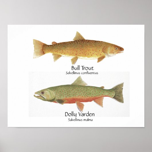 Bull Trout en Dolly Varden Poster (Voorkant)