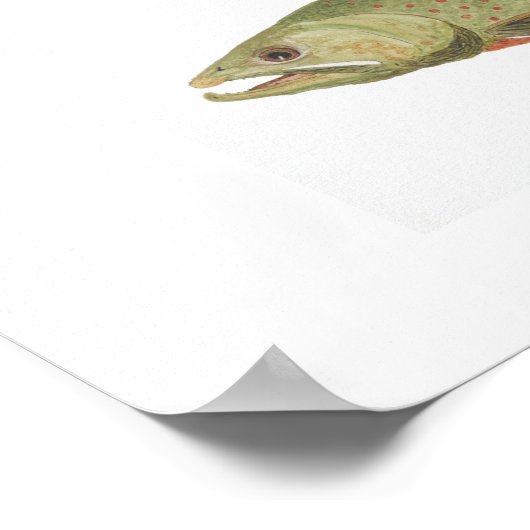 Bull Trout en Dolly Varden Poster (Hoek)