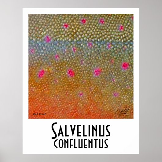 Bull Trout Poster (Voorkant)