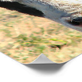 Bull Watch Poster (Hoek)