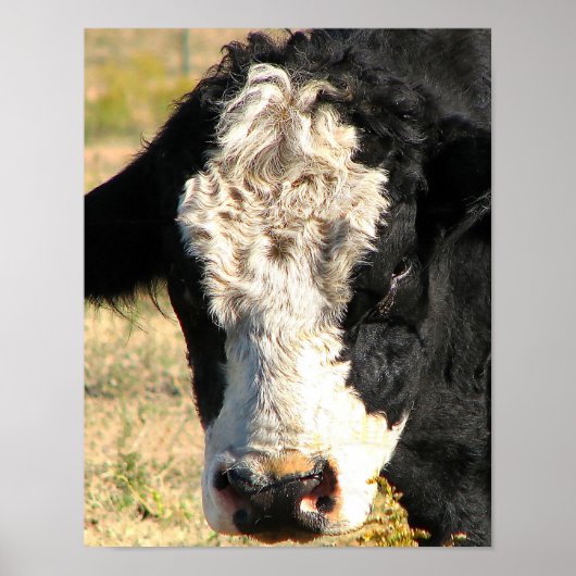 Bull Watch Poster (Voorkant)