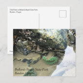 Bullards Beach State Park, Bandon, Oregon Briefkaart (Voorkant / Achterkant)