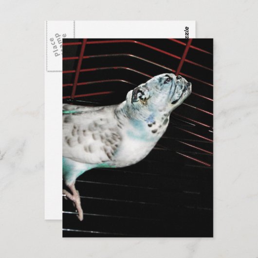 Bulldgie Briefkaart (Voorkant / Achterkant)