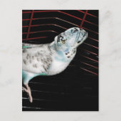 Bulldgie Briefkaart (Voorkant)