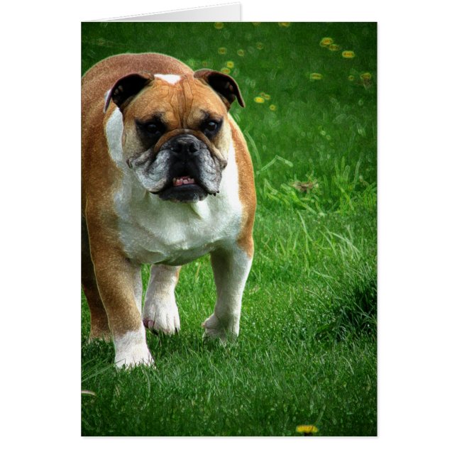 Bulldog (Voorkant)