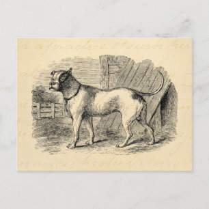 Bulldog 1800s Bull Dog Illustration - Dogs Briefkaart