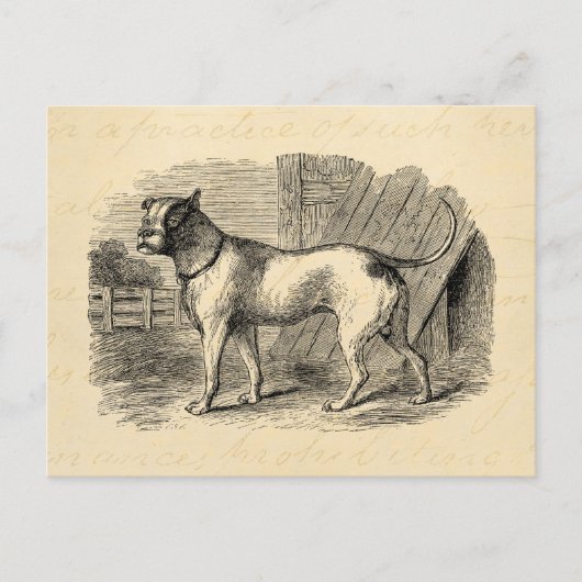  Bulldog 1800s Bull Dog Illustration - Dogs Briefkaart (Voorkant)