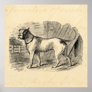 Bulldog 1800s Bull Dog Illustration - Dogs Poster
