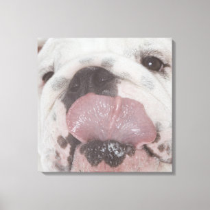 Bulldog 2 canvas afdruk